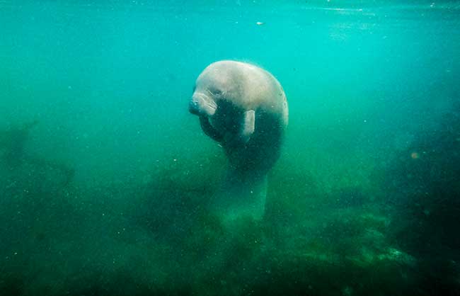 Crystal River – Florida
